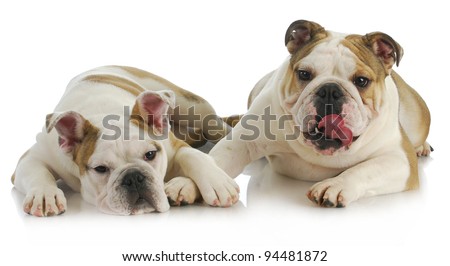 puppy love - english bulldog comforting another on white background