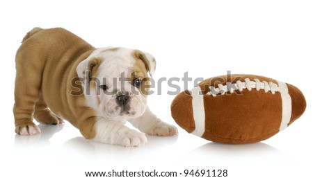 playful puppy - english bulldog puppy playing with football