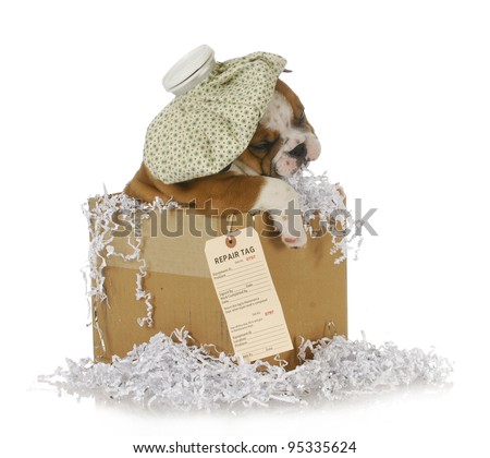 repair tag box bulldog sick puppy dog shipping english shutterstock lightbox