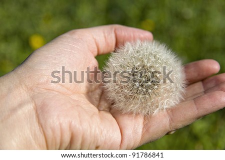 An image of a bright dandelion in a hand