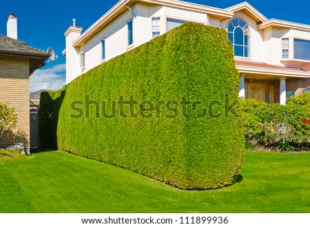 Nicely trimmed green fence between properties. \