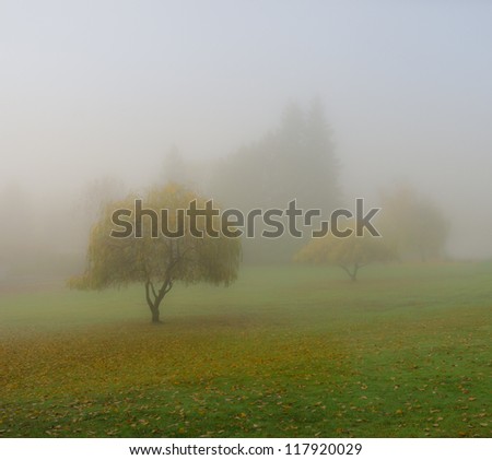Beautiful fairytale morning, magic fata morgana world. Trees on the lawn through the strong fog. Viewfinderchallenge3.
