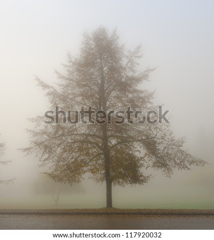 Beautiful morning, magic world. Tree through the intense fog.