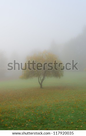 Beautiful morning, magic world. Tree through the intense fog.