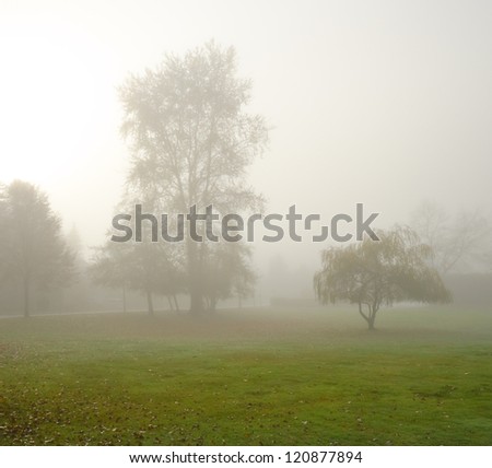 Beautiful fairytale morning, magic world. Trees on the lawn through the strong fog.