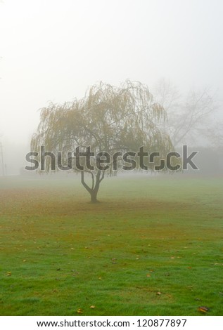 Beautiful fairytale morning in the park. Magic fata morgana world. Tree on the lawn through the strong fog.
