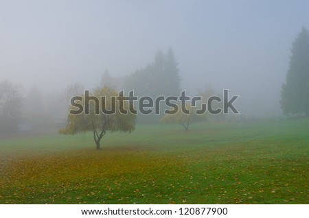 Beautiful fairytale morning in the park. Magic fata morgana world. Trees on the lawn through the strong fog.