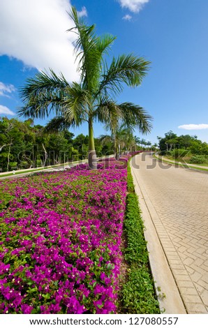 Beautiful alley in the park, caribbean resort with flowers and palms and nicely paved road.