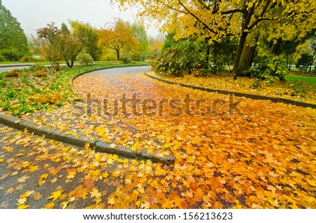 Street covered with yellow leafs in a wet gray fall, autumn day.