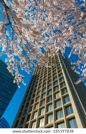 Spring, cherry blossom time in the city. View, angle, perspective from the bottom at high risers  buildings and cherry blossomed trees aspired to the sky. Vancouver. Vertical.