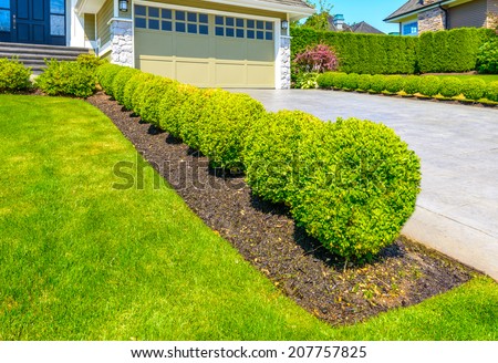 Nicely trimmed bushes in the row along the driveway to garage.  Landscape design.