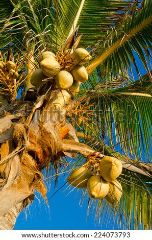 Palm with coconuts and dark blue sky. Coconut tree.