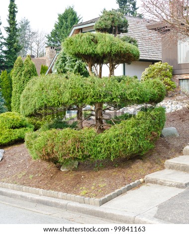 Landscape design. Nicely trimmed bushes at the front yard. Vancouver. Canada.