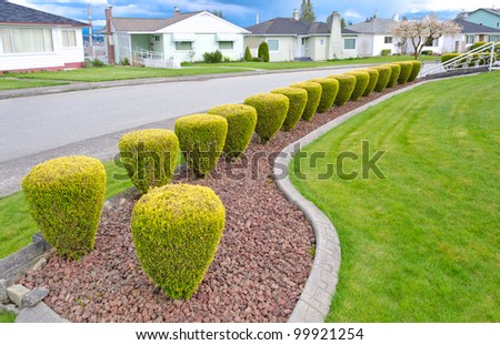 Landscape design. Nicely trimmed bushes at the front yard. Empty street and great quiet neighborhood. Vancouver. Canada.
