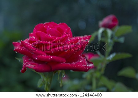 Beautiful red rose with dew drops in the Park. Red Berlin