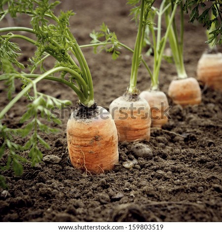 Carrots in the ground. Big and ripe vegetables.