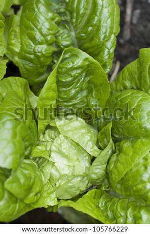 Close up on the Heart of a Baby Gem Lettuce Growing in the Garden, Grow Your Own Organic Food