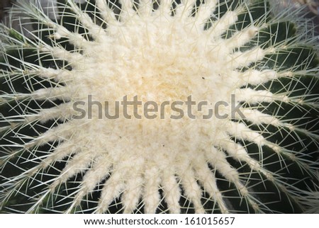 Close up on the circle formation of tiny hairs and spikes on the top of a mammarillia cactus grown under glass, USA
