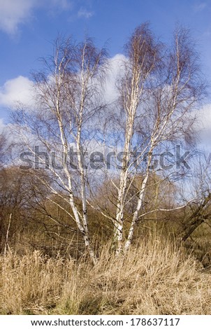 Silver Birch tree, betula pendula, branches on a sunny winter day, UK