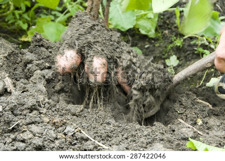 Close up as a fork digs into the dirt and lifts up a fresh harvest of red potatoes