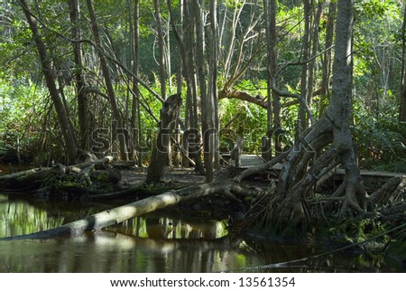 Light Dances on Fallen Log Amid Tangled Tree Roots and Brown Water, Mangrove Forest, Celestun, Yucatan Peninsula, Mexico 2007
