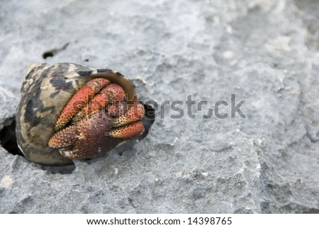 Red Legs and Claws of Hermit Crab Curled up Inside a Found Seashell, Tulum, Quintana Roo, Mexico