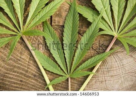 Close Up on Three Marijuana Cannabis Leaves on a Log from Above