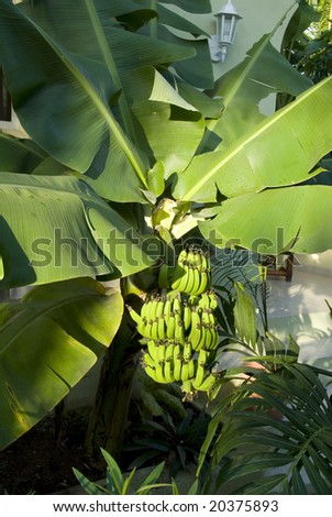 Bunch of Green Fruit Hang Beneath Palm Leaves on Banana Plant, Tulum, Quintana Roo, Mexico 2007 NR