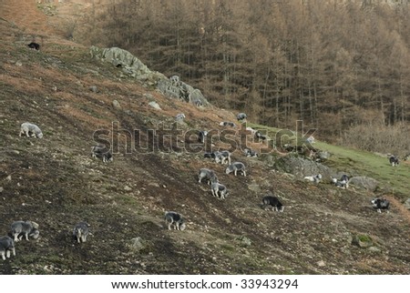 Herdwick Sheep Graze the Rocky Slopes of the Langdale Pikes Mountain Peaks, Lake District, Cumbria, England