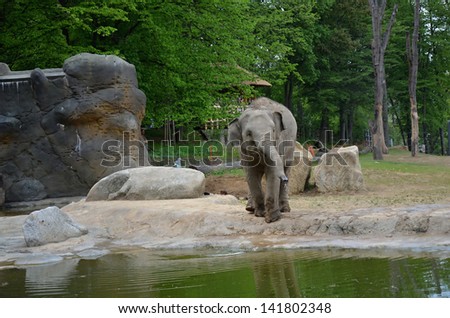 Elephant wild animals in captivity at zoo