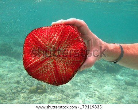 Red Starfish sea animal in Indian ocean