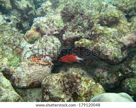 Invisible stone and poisonous fish on coral reef Indian ocean