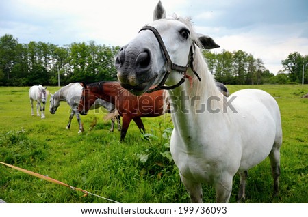 Horses grazing in a green meadow - noble animal