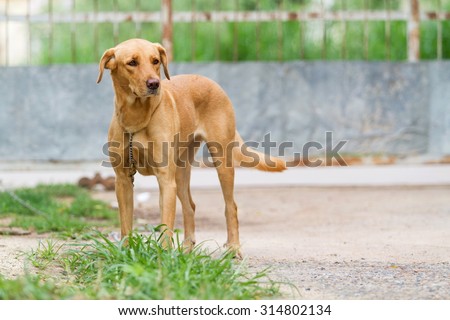 dog posting,see more image in gallery