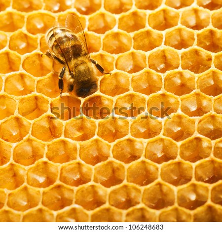 bees honeycomb