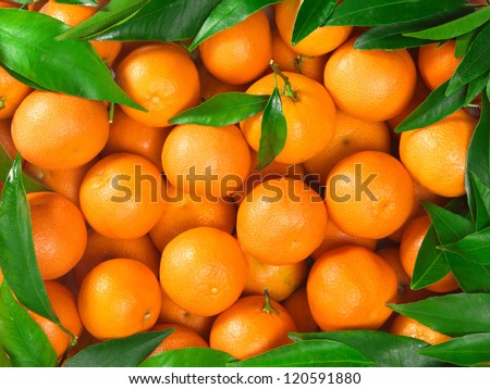 Bunch of fresh tangerines oranges on market
