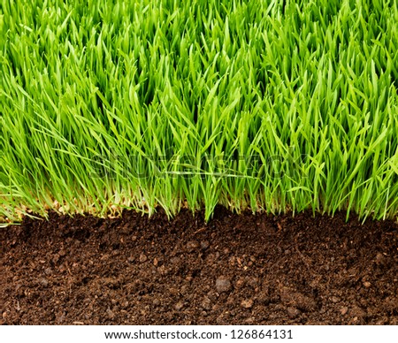 Healthy grass and soil background