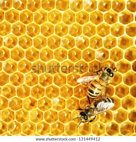Close Up View Of The Working Bees On Honey Cells