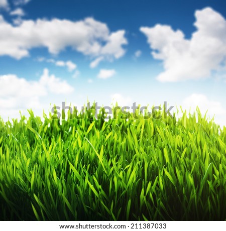 Green grass and blue sky scene background. Fresh rich growing green grass with the blue cloudy sky landscape background.