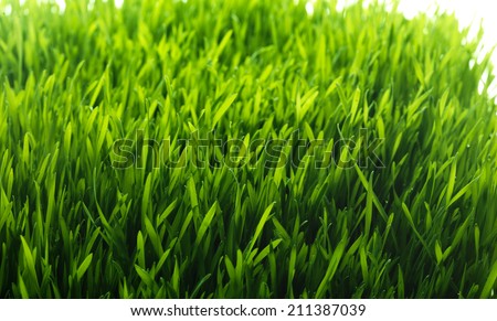 Green grass background. Fresh growing green grass isolated on white background.