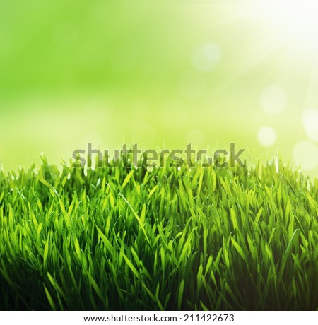 Green grass background. Fresh green grass with blury green bokeh sunny background.