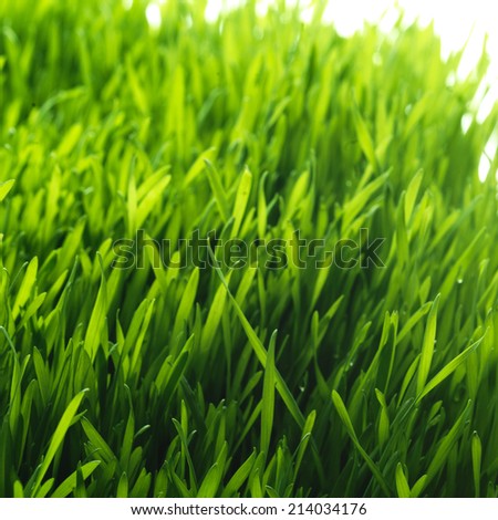 Green grass background. Fresh growing green grass isolated on white background.