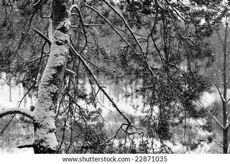Black and White Photo of tree in winter forest, shalow DOF, focus on a pine.