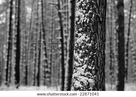Black and White Photo of trees in winter forest as Design Element, shalow DOF