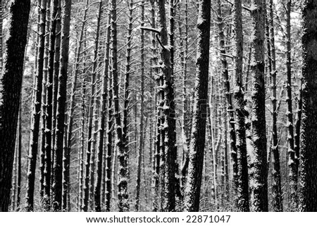 Black And White Photos Of Trees. stock photo : Black and White