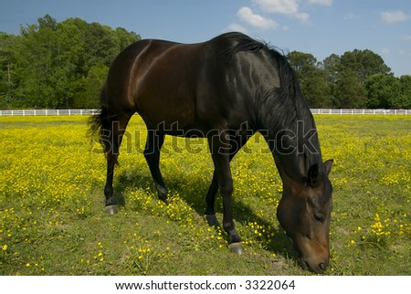 A large black horse grazes peacefully in a flowery meadow