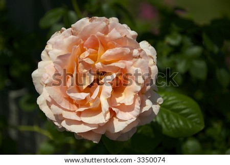 A dramatically light orange rose