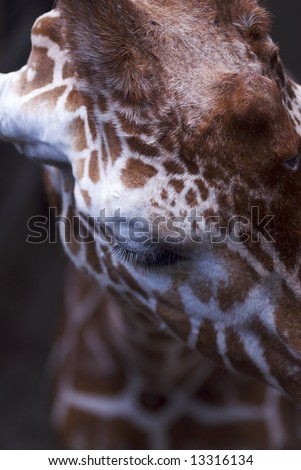 A unique image of the head and neck of a giraffe from very close up