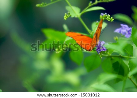 A shallow focus image of a Beautiful Red Butterfly landing on a tree branch