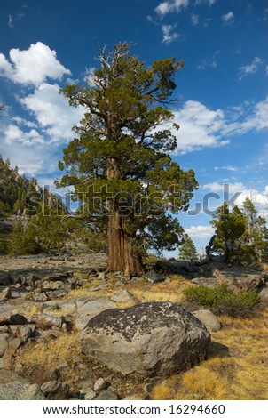 A lone bristlecone pine tree stands alone on the edge of a cliff